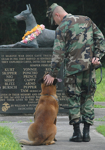 Thank you to ALL our Animal Veterans